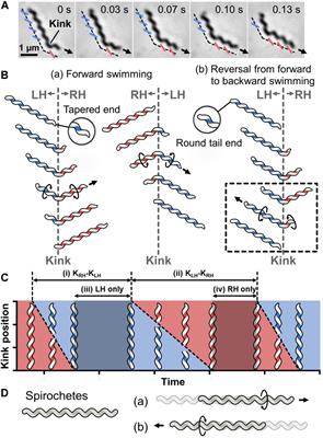 Prospects for the Mechanism of Spiroplasma Swimming